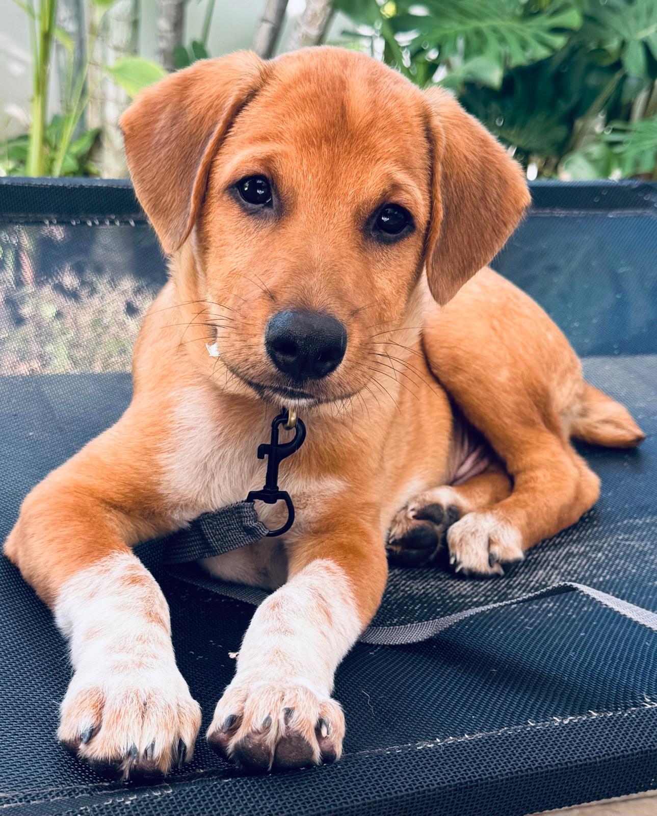 Biscuit the rescue dog