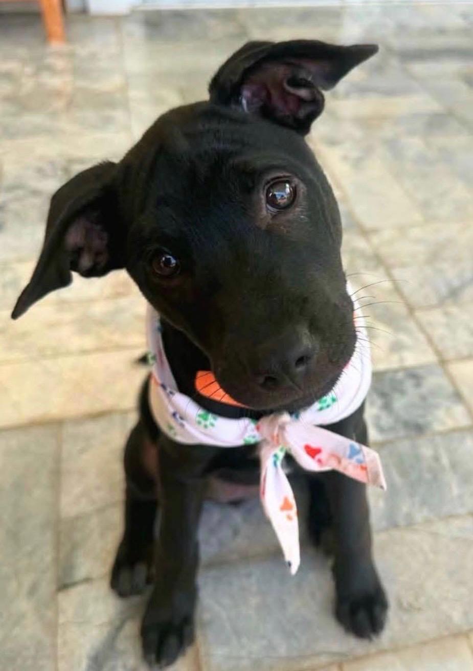 Lottie the rescue dog